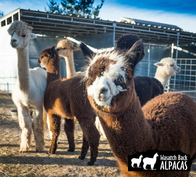 Wasatch Back Alpacas image 2