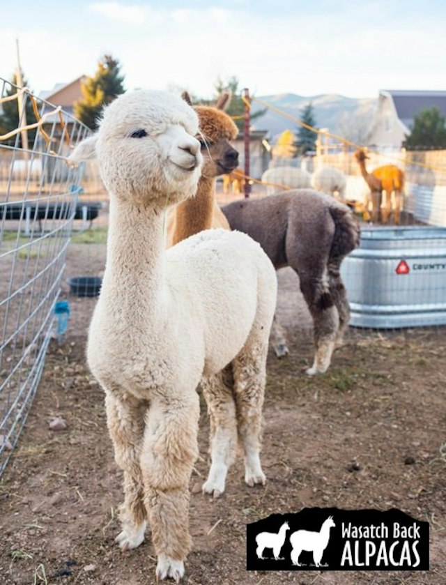 Wasatch Back Alpacas image 6