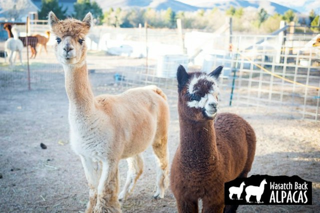 Wasatch Back Alpacas image 3