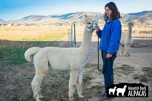 Wasatch Back Alpacas image 4