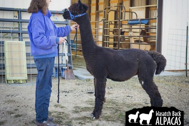 Wasatch Back Alpacas image 5