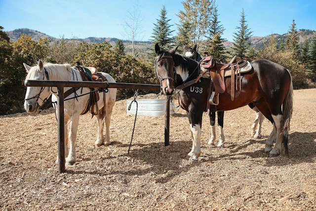 Red Pine Tours image 2