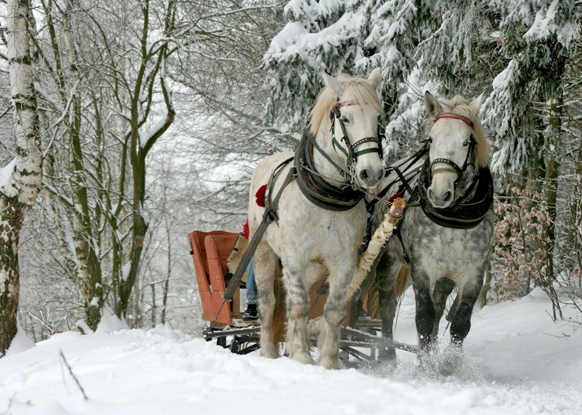 Park City Seigh Rides image 2
