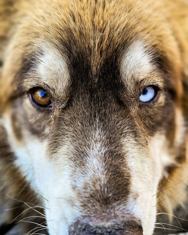 Luna Lobos Dog Sledding image 1