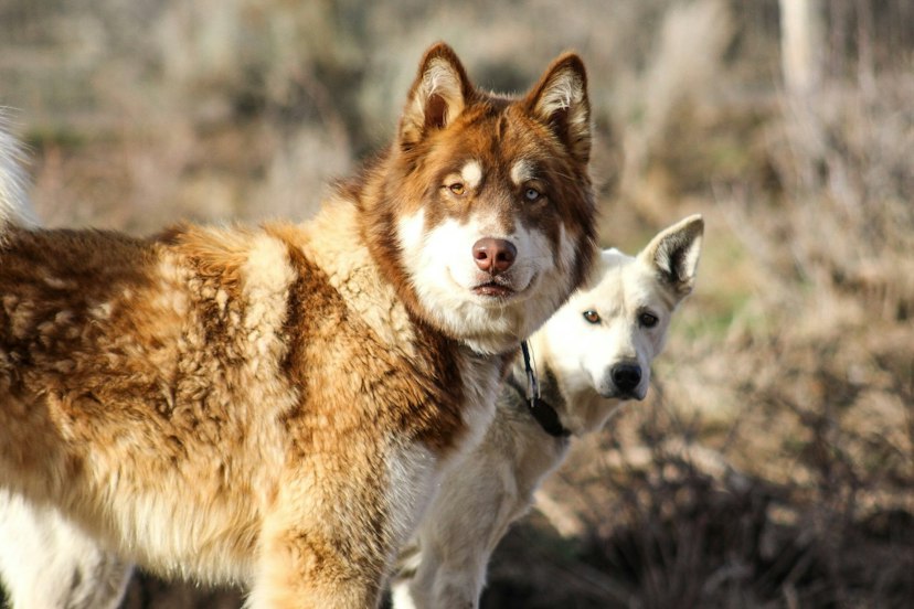 Luna Lobos Dog Sledding image 2