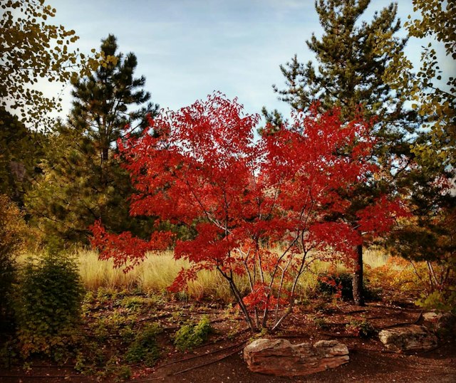 Sawtooth Botanical Garden image 2