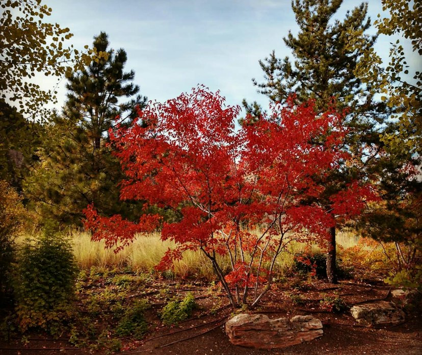 Sawtooth Botanical Garden image 2