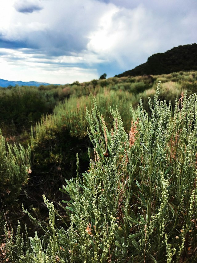 Sawtooth Botanical Garden image 6