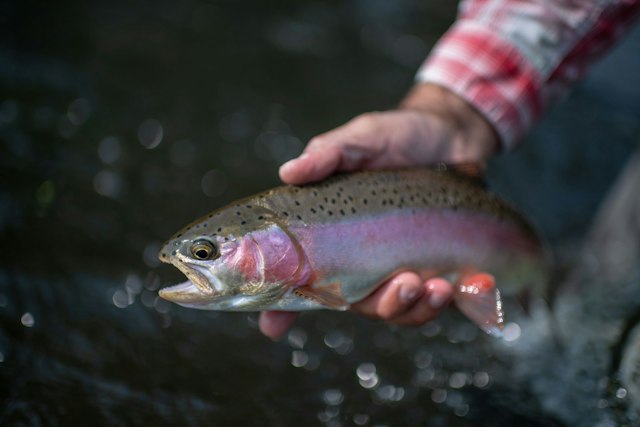 Silver Creek Outfitters image 3