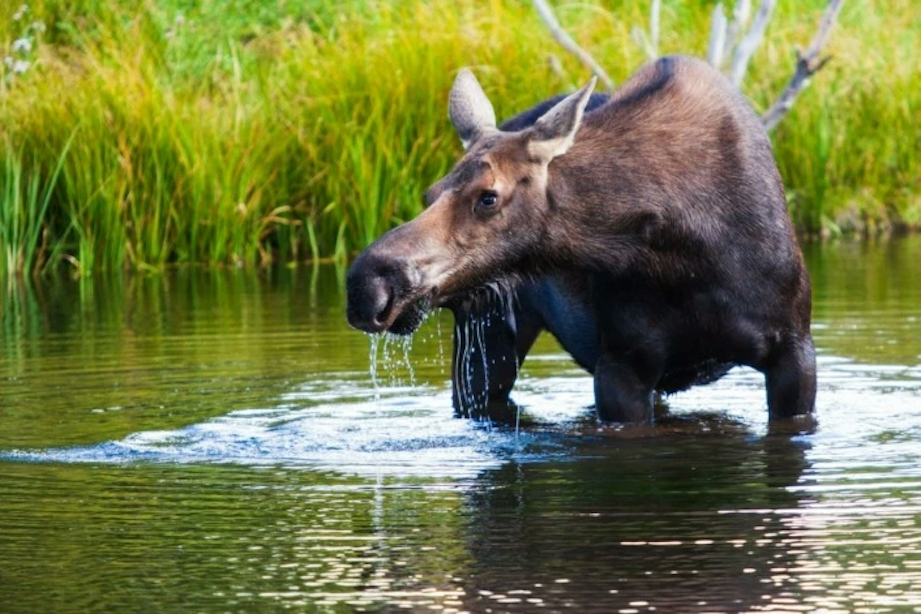 Jackson Hole Wildlife Safaris, photo