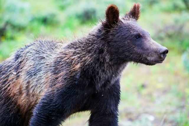 Jackson Hole Wildlife Safaris image 5