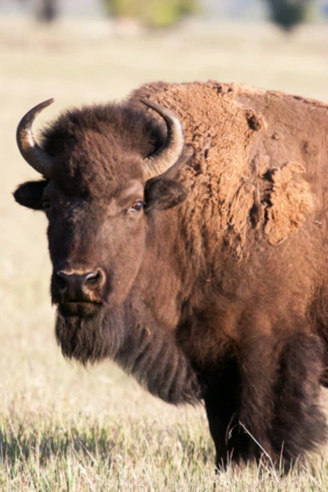 Jackson Hole Wildlife Safaris image 4