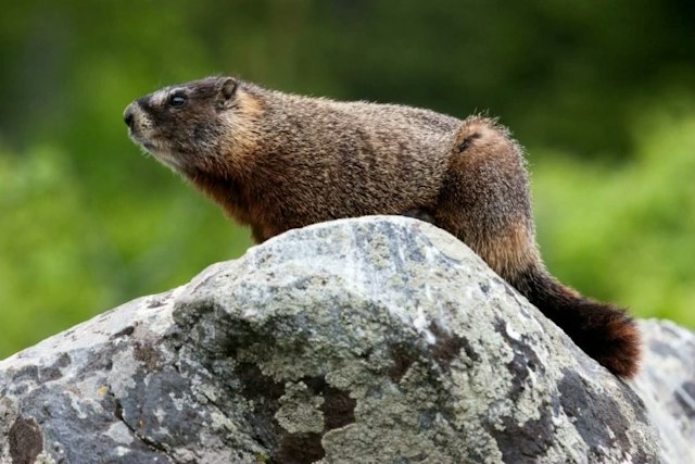 Jackson Hole Wildlife Safaris image 6
