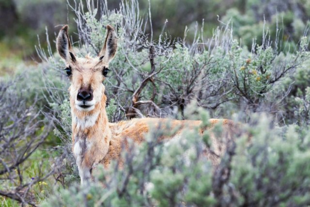 Jackson Hole Wildlife Safaris image 7