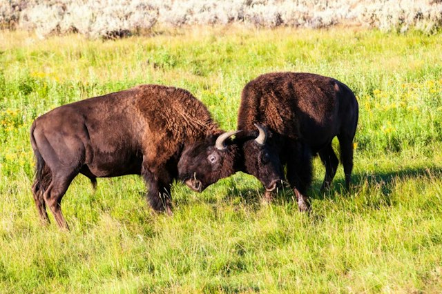 Jackson Hole Wildlife Safaris image 9