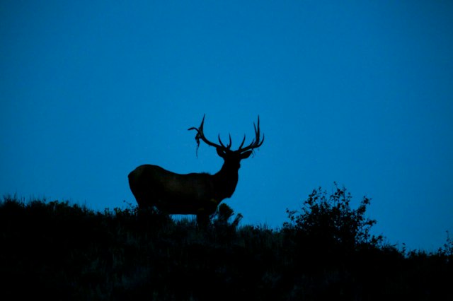 Jackson Hole Wildlife Safaris image 8
