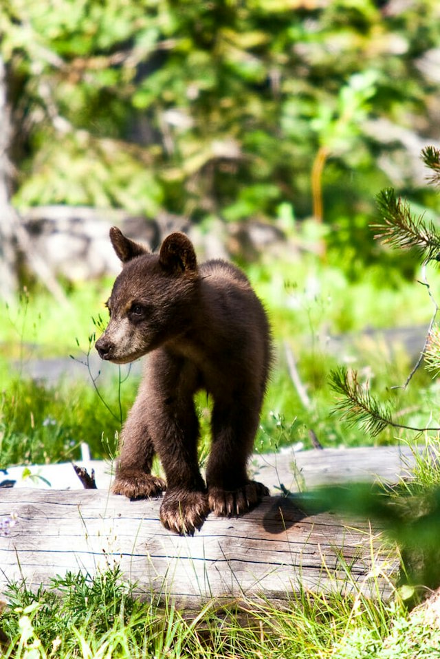 Jackson Hole Wildlife Safaris image 10
