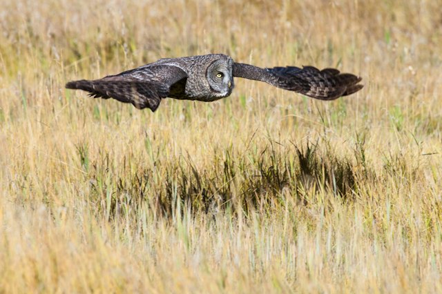 Jackson Hole Wildlife Safaris image 11