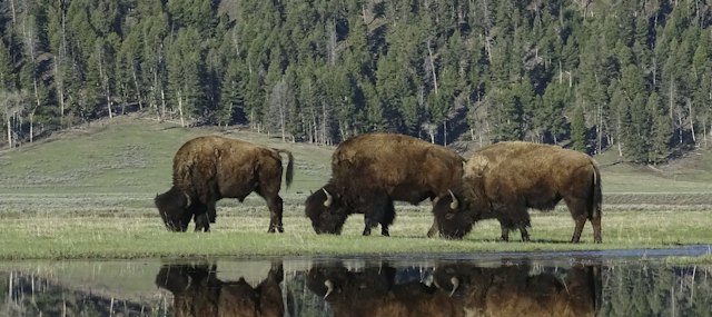 Buffalo Roam Tours image 5