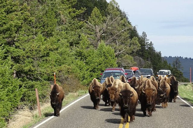 Buffalo Roam Tours image 9