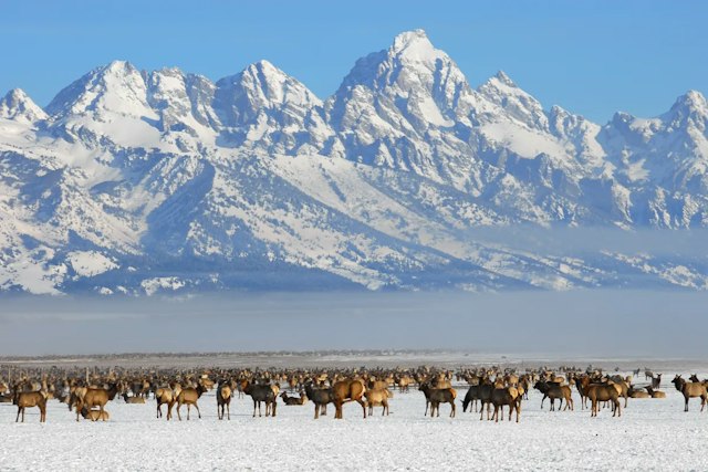 Buffalo Roam Tours image 7