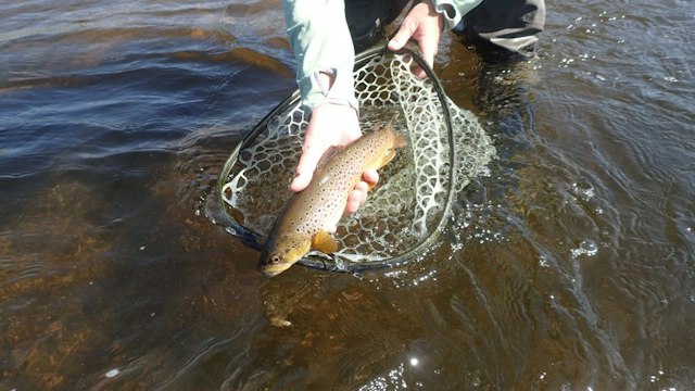 Dornan's Snake River Angler and Scenic Float Trips image 4