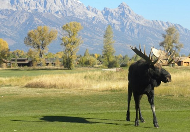 Jackson Hole Golf & Tennis Club image 3