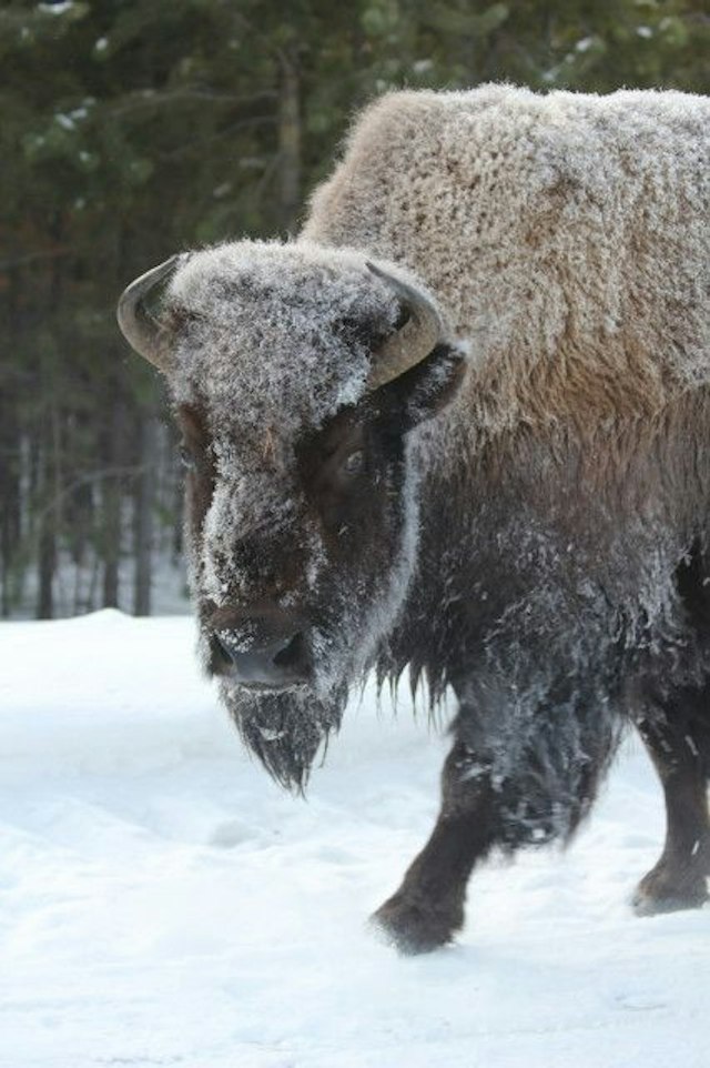 Scenic Safaris - Winter image 6