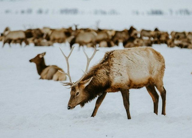 Scenic Safaris - Winter image 9