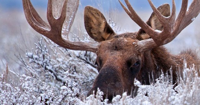 Scenic Safaris - Winter image 13