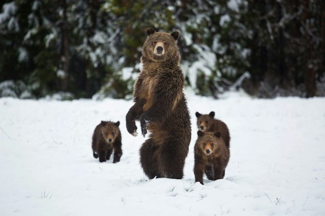 Scenic Safaris - Winter image 8