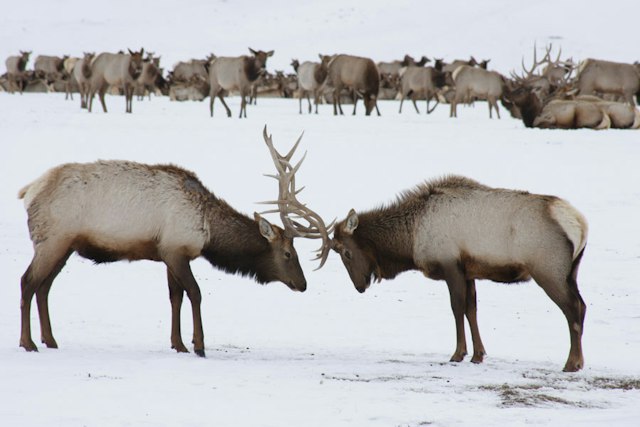Scenic Safaris - Winter image 18