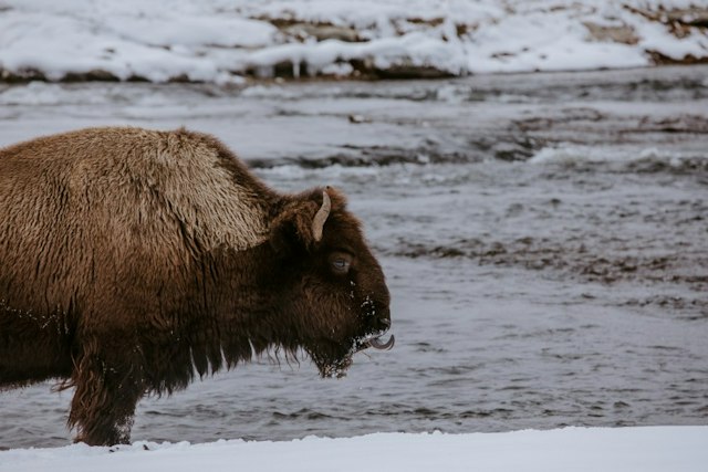 Scenic Safaris - Winter image 20