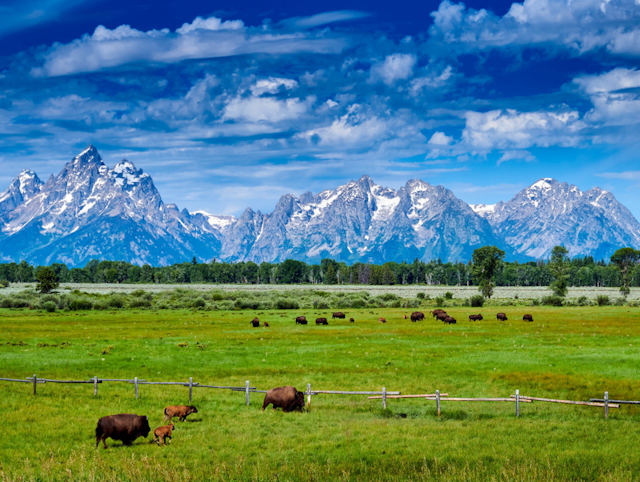 Scenic Safaris - Summer image 4