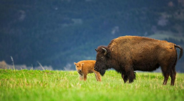 Scenic Safaris - Summer image 11