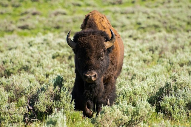 Scenic Safaris - Summer image 13