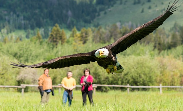 Teton Raptor Center image 2