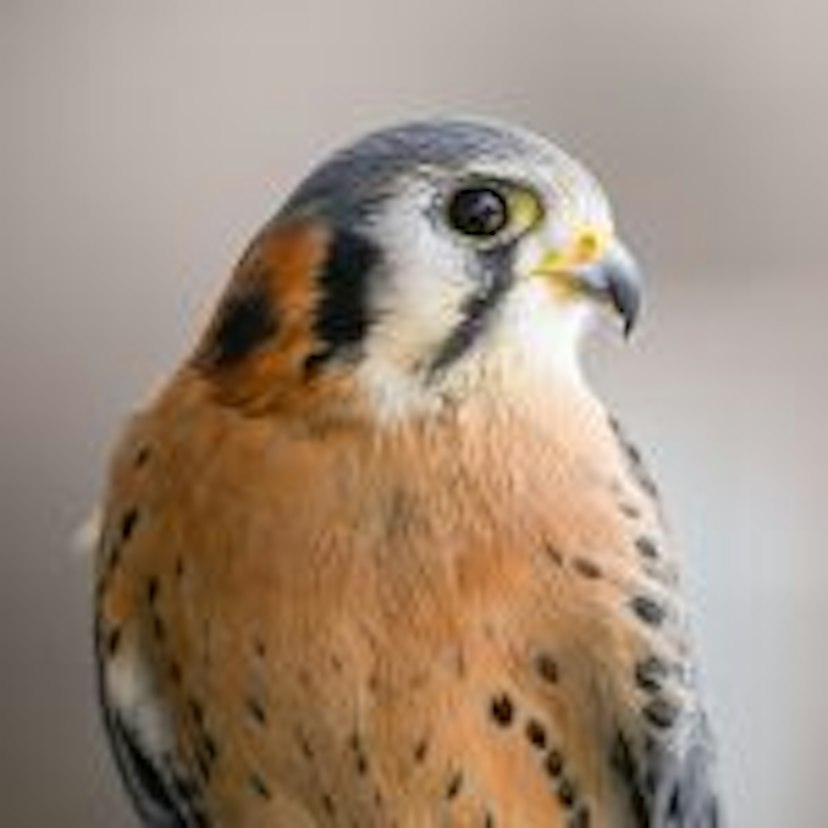 Teton Raptor Center image 1