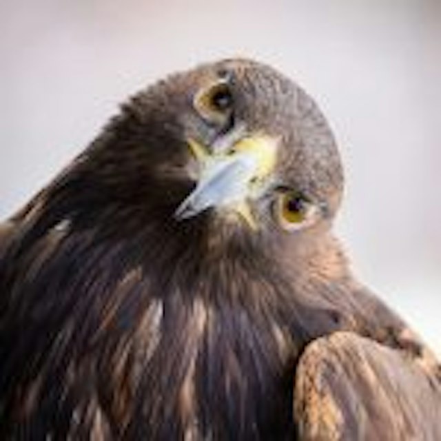 Teton Raptor Center image 3