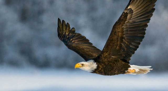 Teton Raptor Center image 5