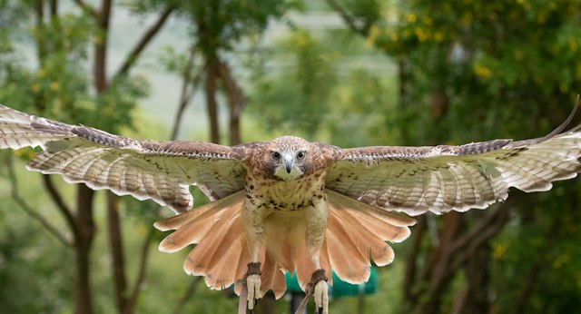 Teton Raptor Center image 6