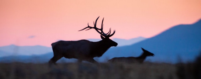 Wildlife Expeditions of Teton Science Schools image 1