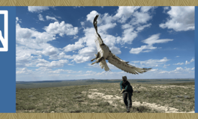 Teton Raptor Center image 7