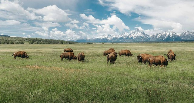 Wildlife Expeditions of Teton Science Schools image 7