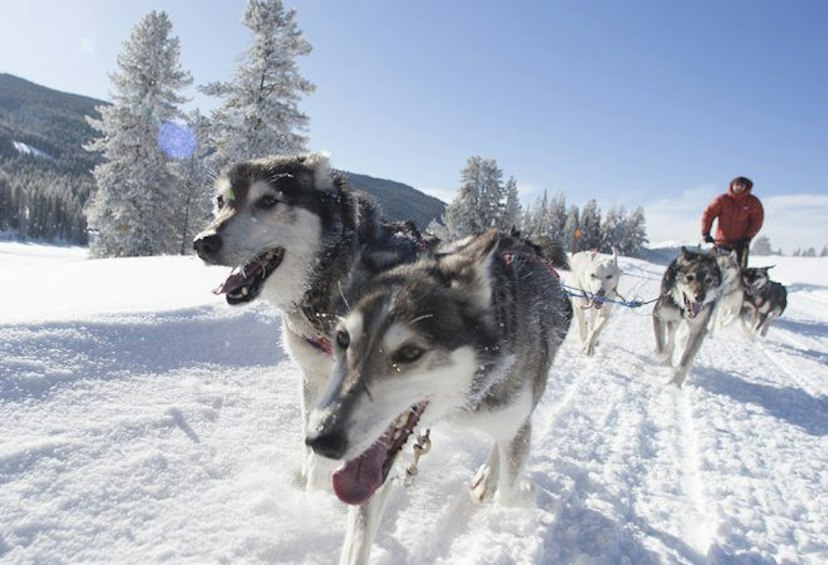 Jackson Hole Iditarod Sled Dog Tours image 1