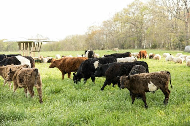 Wildom Farm image 4