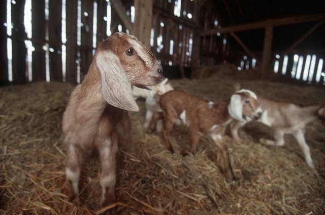 FireFly Farms Market image 7