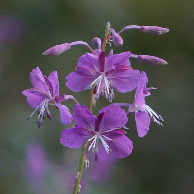 High Desert Museum image 5