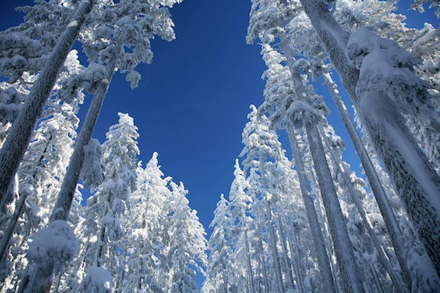 Ray Benson Sno-Park image 3