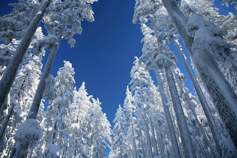 Ray Benson Sno-Park image 3